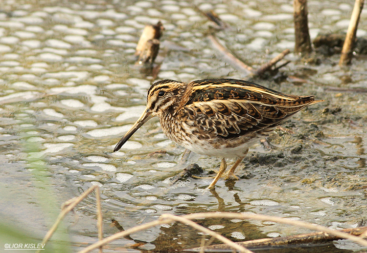 Jack Snipe Lymnocryptes minimus ,Maagan Michael  fish ponds,Beit Shean valley December 2013 Lior Kislev,